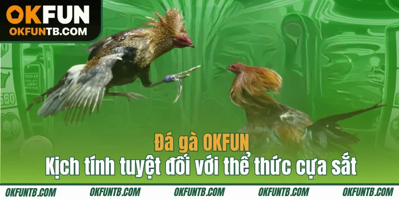 Đá gà OKFUN kịch tính tuyệt đối với thể thức cựa sắt