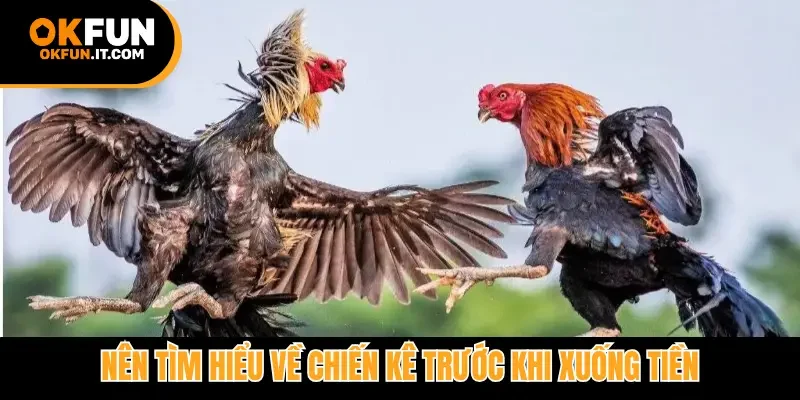 Nên tìm hiểu về chiến kê trước khi xuống tiền